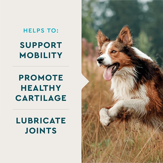 VetIQ Hip & Joint Health Supplement for Dogs, with Glucosamine, Chondroitin & MSM, Chewable Tablets for Dogs, Chicken Flavor, 60 Count-Mewly Pet