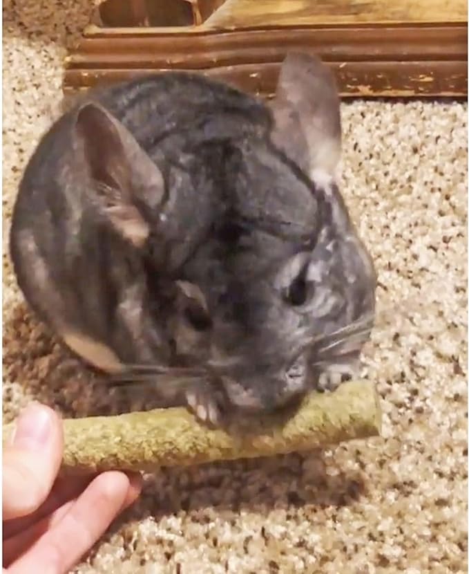 Apple & Oat Puff Sticks (6 oz.) - Healthy Natural High Fiber Chew Treat Made with Oat Hay - Rabbits, Guinea Pigs, Hamsters, Chinchillas, Degus, Prairie Dogs, Squirrels, Skunks, Opossums, Small Pets-Mewly Pet