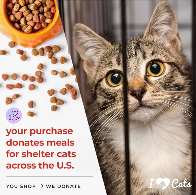 iHeartCats Bone Broth for Cats - Bone Broth & Mushroom Gold Powder Supplement for Immune System Support, Improved Mobility & Flexibility and Natural Detox - Turkey Tail Mushroom for Cats-Mewly Pet