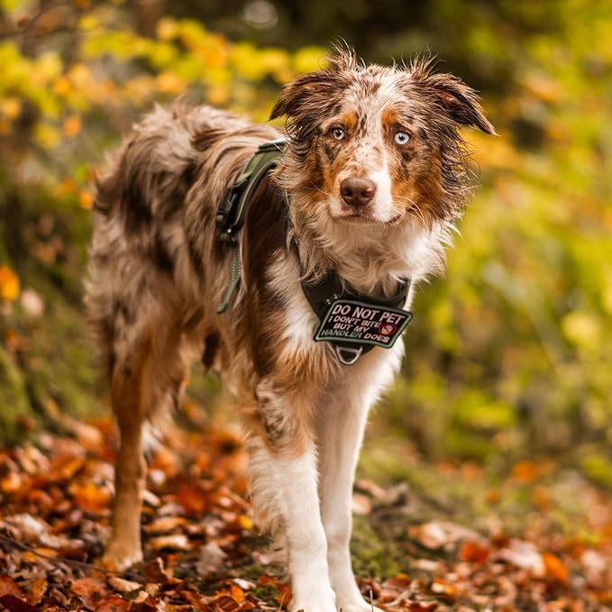 rabbitgoo Dog Harness for Large Dogs No Pull, Tactical Service Pet Vest with Molle and Control Handle, Adjustable and Reflective Military Harness for Easy Walking and Training, Orange, L-Mewly Pet