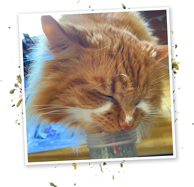 Meowijuana® Kalico Kush - Valerian Root and Catnip Blend - Large Bottle-Mewly Pet