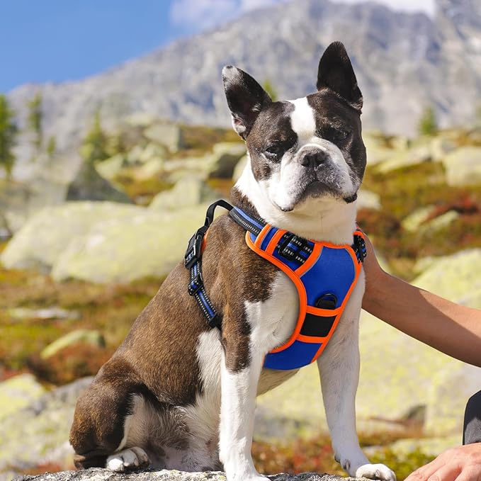 Eagloo Dog Harness for Large Dogs, No Pull Service Vest with Reflective Strips and Control Handle, Adjustable and Comfortable for Walking, No Choke Harness with 2 Metal Rings, Blue & Orange, M-Mewly Pet