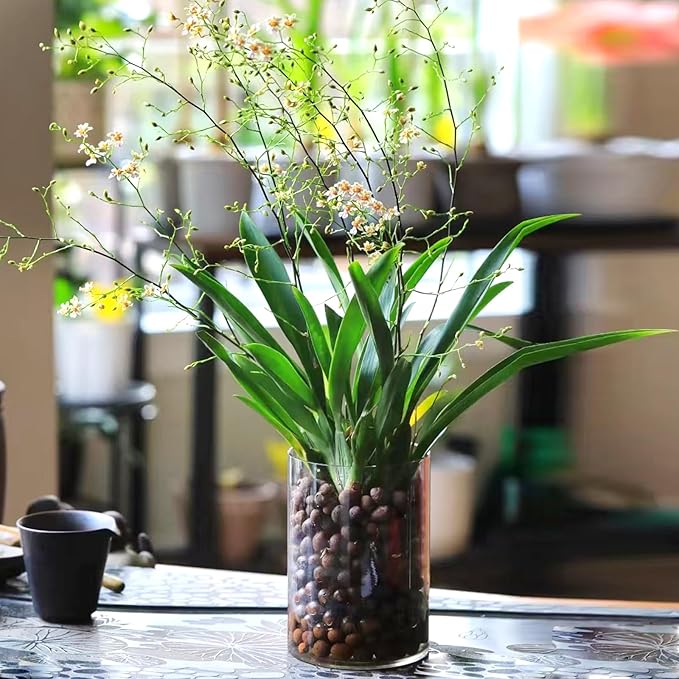 5 lbs Clay Pebbles for Plants, 8-12 mm Leca Clay Balls for Indoor Plants, Orchid Potting Mixes, Hydroponic Growing, Aquaponics, Potted Top Dressing and Drainage-Mewly Pet