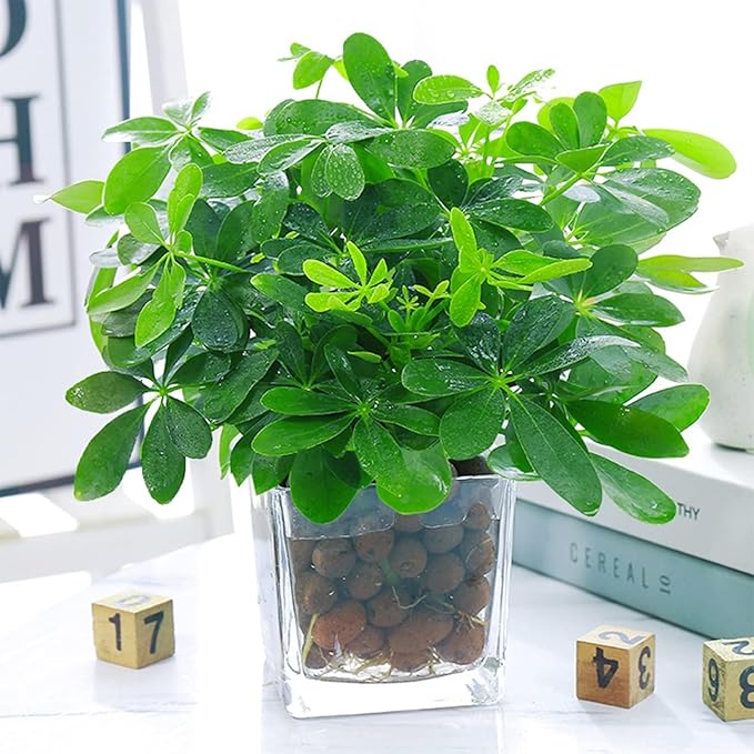 Halatool 12LB Expanded Clay Pebbles for Potted Plants Organic Lightweitht Clay Leca Balls for Hydroponics Gardening Orchids Drainage Decoration Aquaponics Aquariums-Mewly Pet