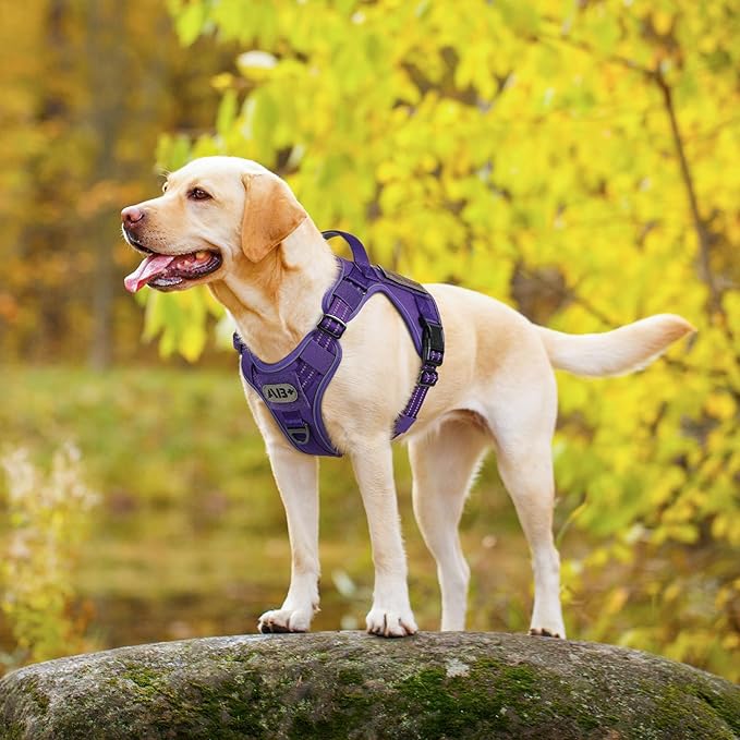 rabbitgoo Dog Harness Medium Sized No Pull, Tactical Service Pet Vest with Molle and Control Handle, Adjustable and Reflective Military Harness for Easy Walking and Training, Purple, M-Mewly Pet