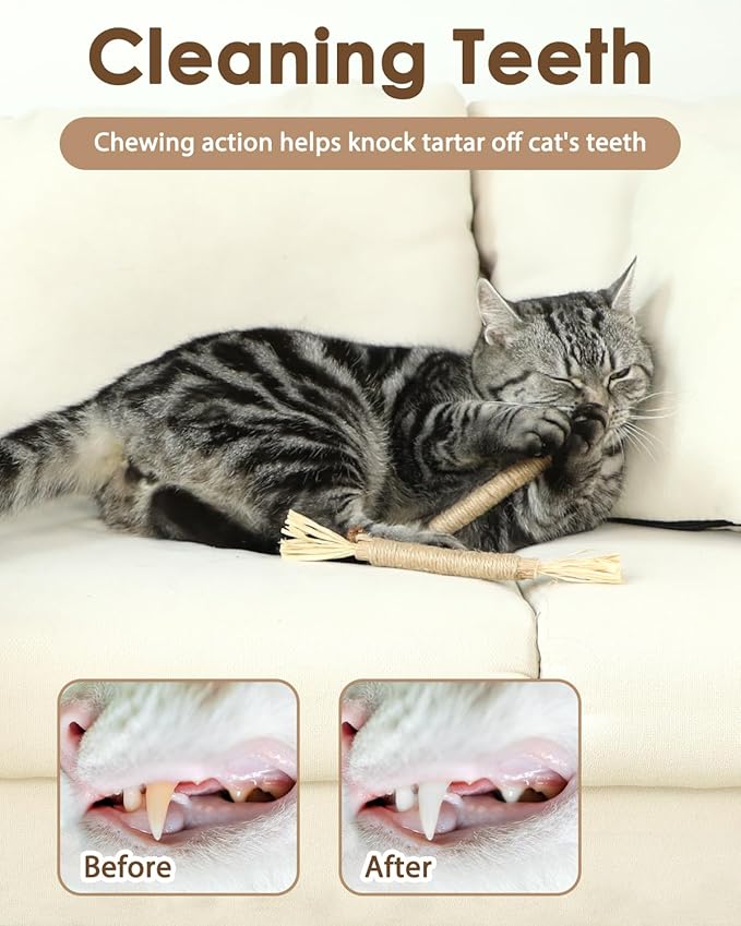 Tocirelo Silvervine Sticks Cat Toys - 6Pack Natural Cat Chew Toy Teeth Cleaning, Matatabi Dental Care Kitten Treat, Catnip Cat Teething Toys, Catmint Silver Vine Sticks for Bored Indoor Kitty-Mewly Pet