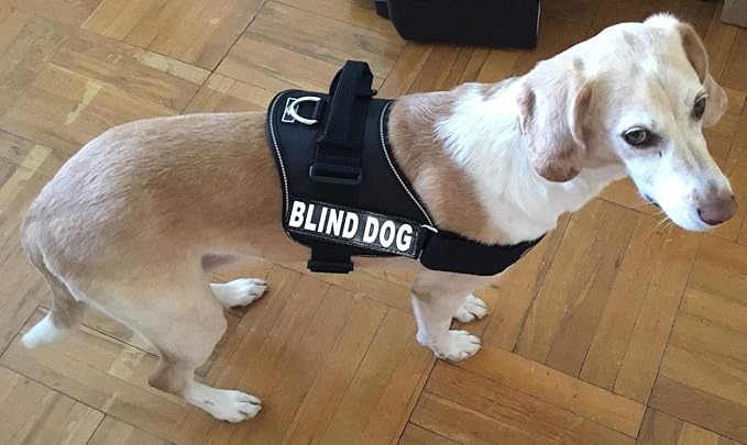 Doggie Stylz Blind Dog Vest Harness with Removable Patches and Reflective Trim. Comes with 2 Blind Dog Reflective Hook and Loop Patches. Measure Dogs Girth Before Purchase (Girth 30”- 42" Black)-Mewly Pet