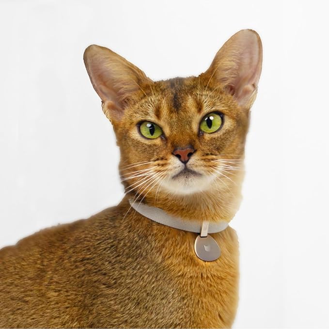 Safety Cat Collar and ID Tag Set, Elastic Quick Release Non Breakaway Collar, Personalized Aluminum Engraved Pet Name Tag, Lightweight for Kitten Small Large Cats (Alpine+Olive-S, Pocket)-Mewly Pet