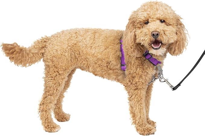 PetSafe 3 in 1 Dog Harness - No Pull Solution for Dogs - Reflective Dog Harness - Front D-Ring Clip Helps Stop Pulling - Comfortable Padded Straps - Top Handle Enhances Control - Plum - Small-Mewly Pet