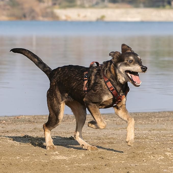 CLEPAWS Dog Harness for Medium Dogs, No Pull Dog Harness Easy Walk with Metal Hardware, Ergonomic Y-Shaped Design, Soft Padding, Padded Handle, Durable High-Tensile Nylon (Canyon Red, M)-Mewly Pet