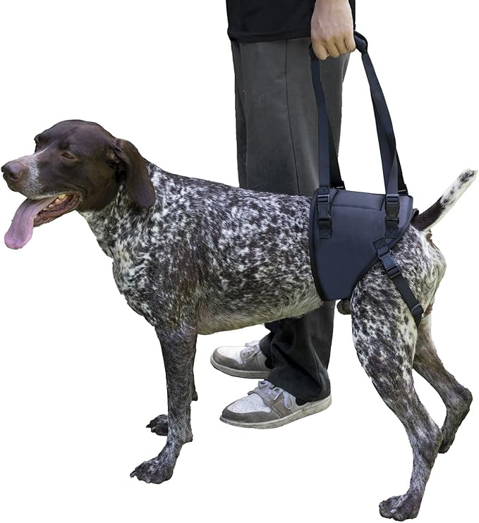 Dog Lift Harness for Dogs with Disabled Arthritis and Weak Back Legs, humanized Design with Comfortable Materials, Adjustable Back Legs and Straps, Suitable for Helping Dogs to Recover and Walk. (M)-Mewly Pet
