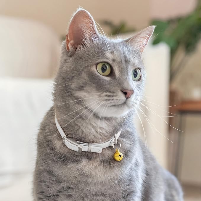 CollarDirect Leather Cat Collar with Bell - Kitten Collar, Small and Big Cat Strap for Boy Cats, Girl Cats with Safety Elastic Strap (Neck Fit 8"-11", White)-Mewly Pet