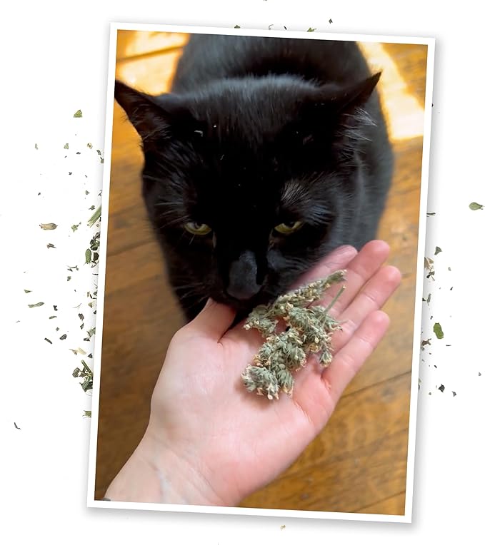 Meowijuana | Dried Catnip Buds Jar | Premium Organic Catnip | Grown in North America | Perfect for Cat Toys | Fresh Catnip for Extended Playtime | Elevate Your Cat's Enjoyment-Mewly Pet