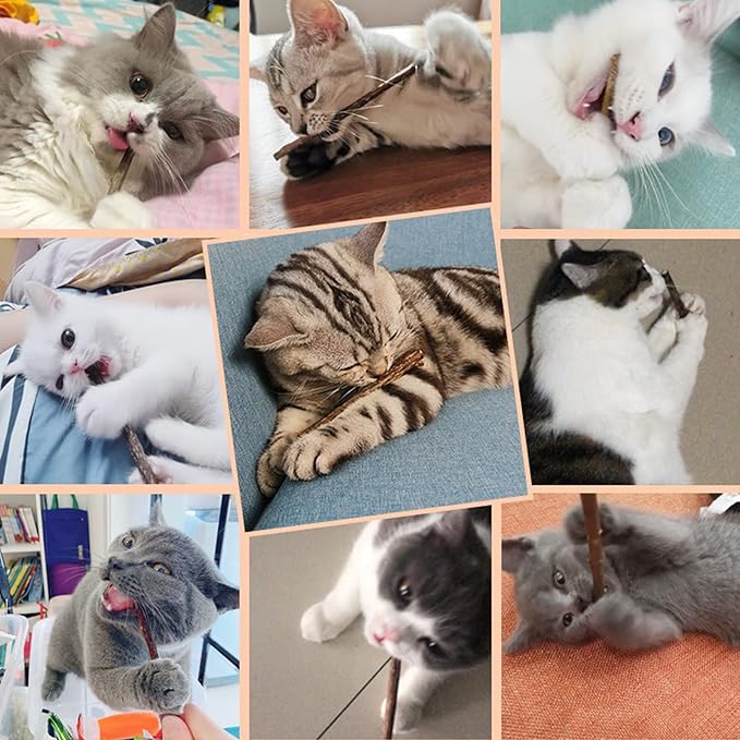 10 PCS Cat Catnip Sticks, Natural Matatabi Silvervine Sticks - Cleaning Teeth Molar Tools Kitten Chew Toy Natural Catnip Cats Toy-Mewly Pet