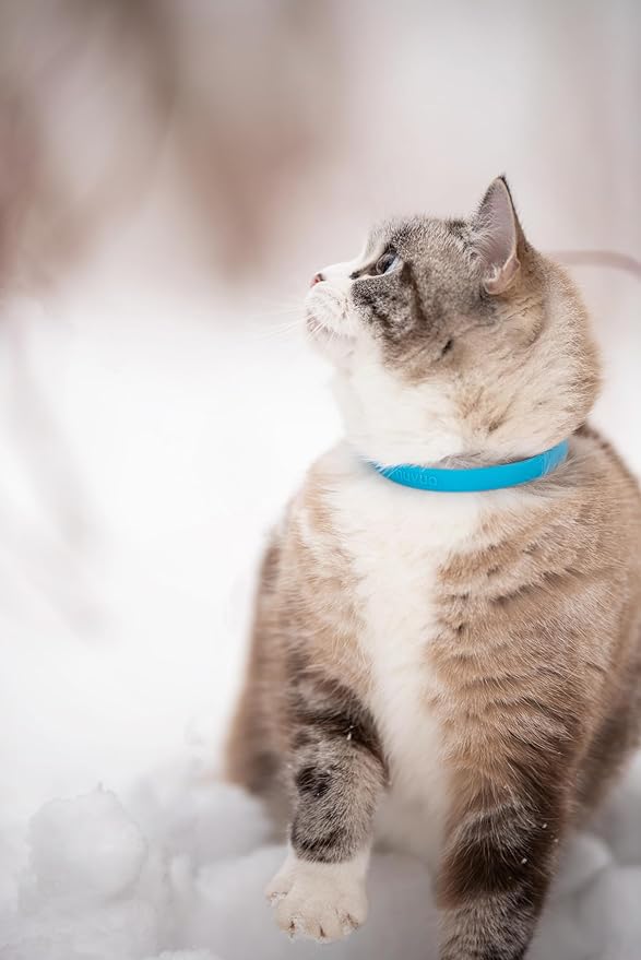 Silicone Cat Collars 2 Pack - Soft, Comfortable, and Lightweight Safety Breakaway Collar with Name Tag Ring for Outdoor Cats and Sensitive Skin Kittens by Nuvuq (6 ⅞" to 10 ¼", Blue)-Mewly Pet