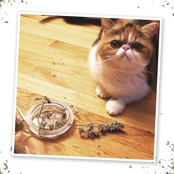 Meowijuana | Dried Catnip Buds Jar | Premium Organic Catnip | Grown in North America | Perfect for Cat Toys | Fresh Catnip for Extended Playtime | Elevate Your Cat's Enjoyment-Mewly Pet