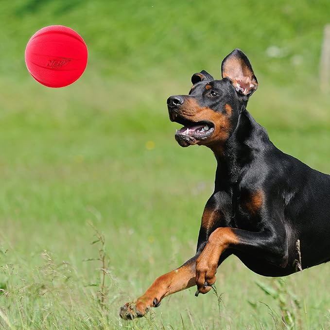 Nerf Dog Classic Squeak Ball Outdoor Dog Toys, 3.8 Inch Dog Ball Fetch Toy, Squeaking Toy for Medium and Large Breeds, Green/Red, 2 Count-Mewly Pet