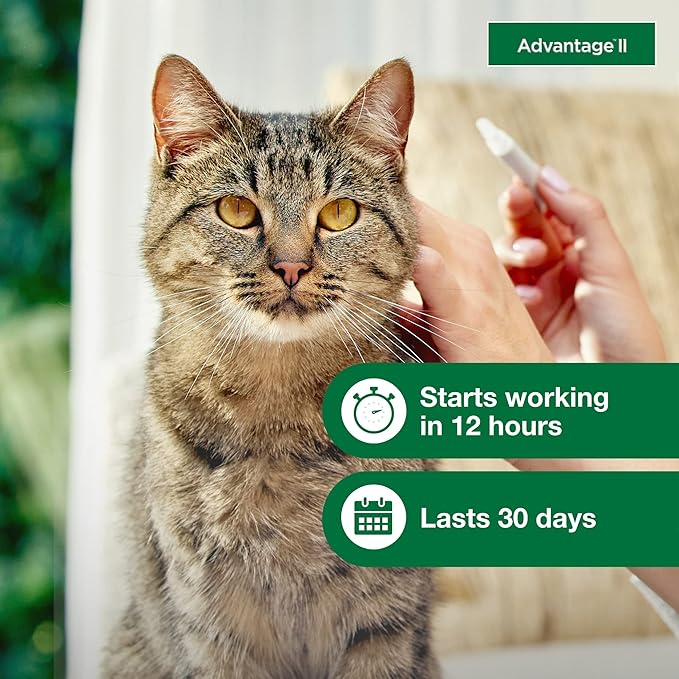 Advantage II Large Cat Vet-Recommended Flea Treatment & Prevention | Cats Over 9 lbs. | 1-Month Supply-Mewly Pet
