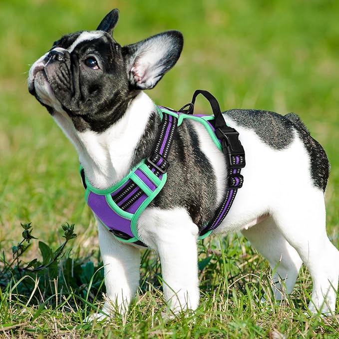 Eagloo Dog Harness Small Sized Dog, No Pull Service Vest with Reflective Strips and Control Handle, Adjustable and Comfortable for Walking, No Choke Pet Harness with 2 Metal Rings, Purple & Green, S-Mewly Pet