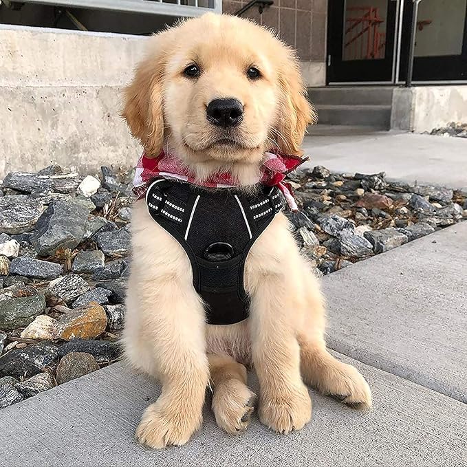 rabbitgoo Dog Harness No Pull with 2 Leash Clips, Adjustable Soft Padded, Reflective Oxford No Choke Pet Vest with Easy Control Handle for Small Dogs, Black, S-Mewly Pet