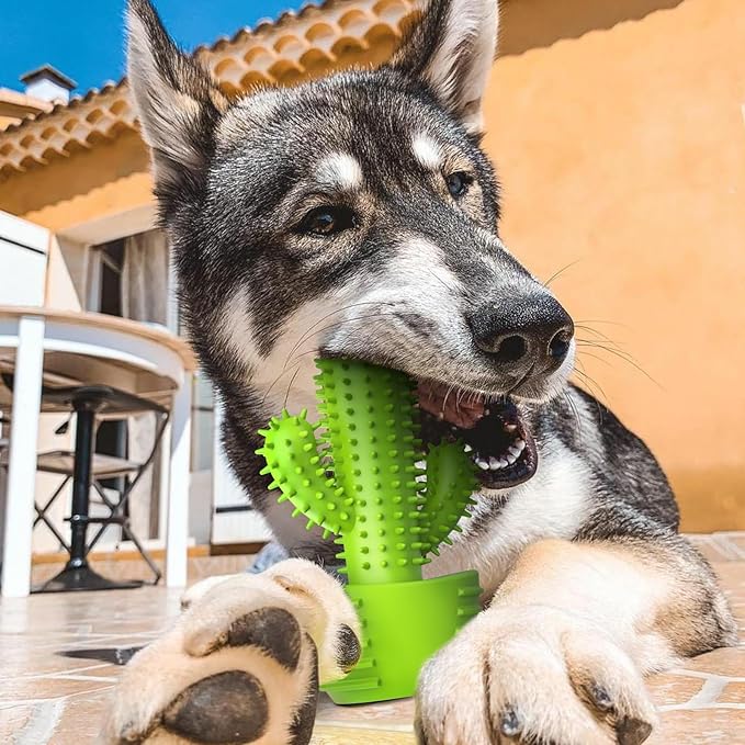 Dog Chew Toys, Toothbrush Stick Teeth Cleaning Brush Dental for Small Medium Large Dog, Rubber Squeaky Toys for Aggressive Chewers Cactus Tough Toys-Mewly Pet