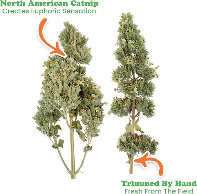 Meowijuana | Dried Catnip Buds Jar | Premium Organic Catnip | Grown in North America | Perfect for Cat Toys | Fresh Catnip for Extended Playtime | Elevate Your Cat's Enjoyment-Mewly Pet