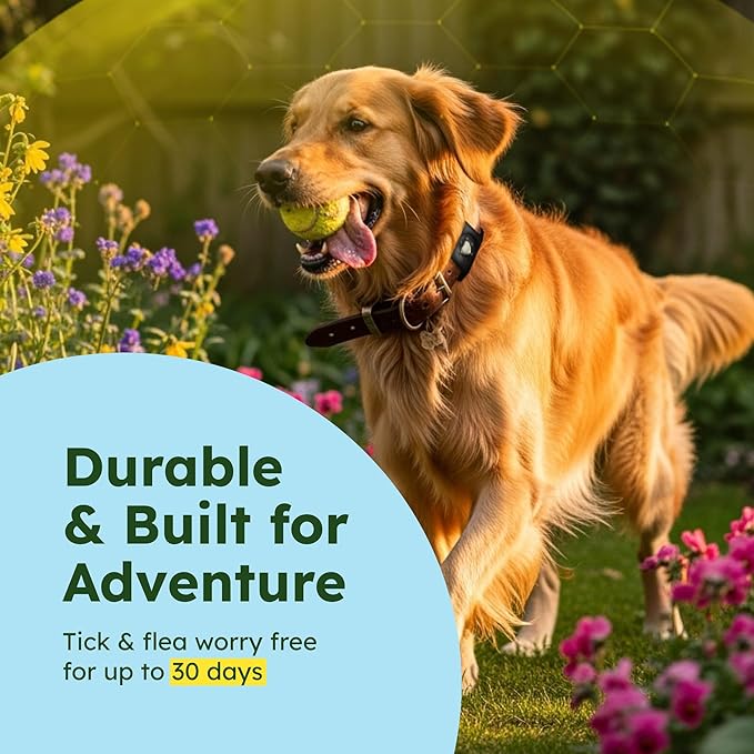 BugMD Paw Guardian Flea and Tick Prevention Pendant for Dogs with AirTag Holder | Plant-Powered Flea & Tick Control for Dog Collars Harnesses | Dog Tag with Air Tag Holder - Black-Mewly Pet