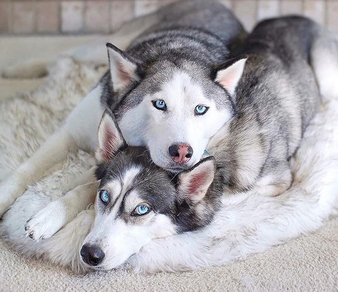 PupRug Orthopedic Dog Bed for Large Dogs with Fluffy Soft Faux Fur and Memory Foam for Joint Pain Relief, Machine Washable and Waterproof Couch Bed, White, Extra Large-Mewly Pet
