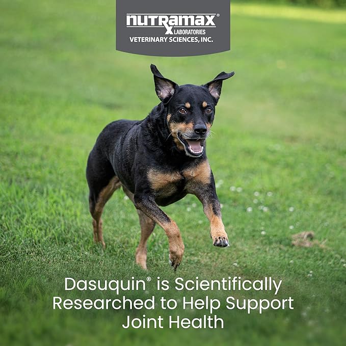 Nutramax Dasuquin for Small to Medium Dogs, Joint Health Supplement, Contains Glucosamine for Dogs, Plus Chondroitin, ASU and More, Supports Healthy Joints, Soft Chews, 84 Count-Mewly Pet