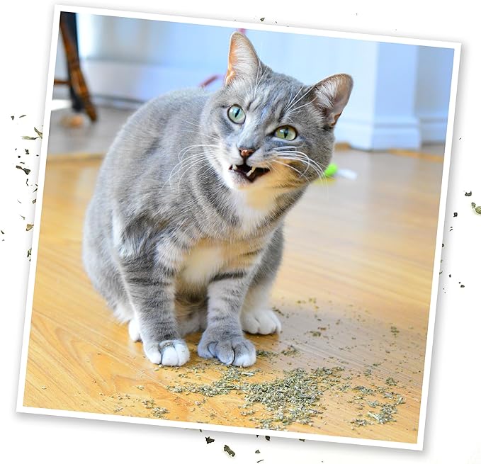 Meowijuana Purrple Passion - Premium Silvervine and Catnip Blend - Purrfect Gift For Cats, Kitties, Felines, and Cat Lovers-Mewly Pet