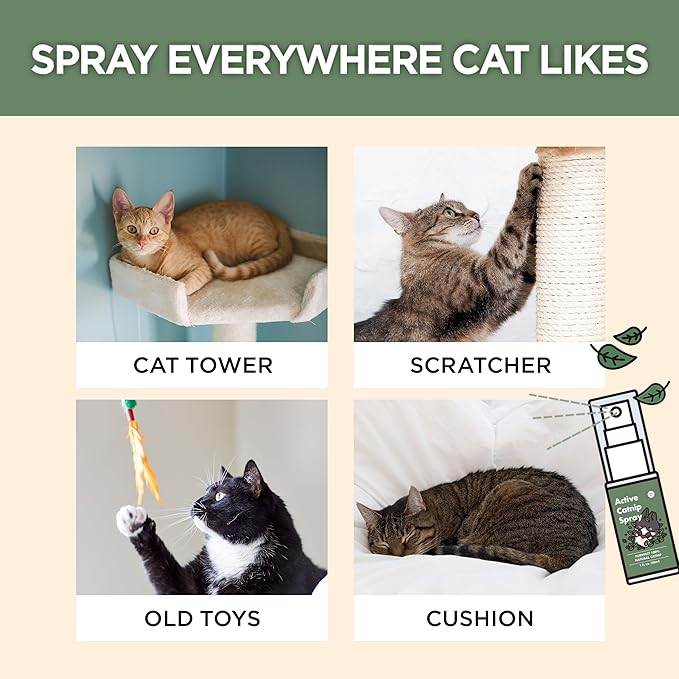 JAYU PET Active Catnip Spray - High Potency Transparent Liquid Spray made of Fresh Organic Catnip for Indoor Cats and Kittens, Relieves Stress, Calming, Revives Toys (1fl oz) (Catnip Spray, 1fl oz)-Mewly Pet