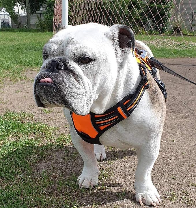 rabbitgoo Dog Harness No Pull with 2 Leash Clips, Adjustable Soft Padded, Reflective Oxford No Choke Pet Vest with Easy Control Handle for Small Dogs,Orange,S-Mewly Pet