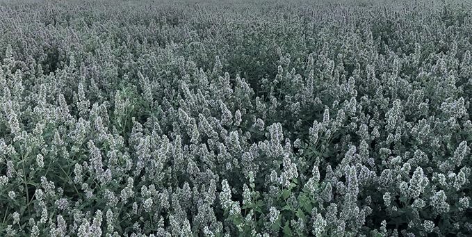 from The Field | Fine Ground Stalkless Catnip | Premium USA-Grown Catnip for Toys & Playtime | Fresh, Potent, Non-Toxic, Eco-Friendly | Safe for Kittens & Cats | Resealable 2 Oz Tub-Mewly Pet