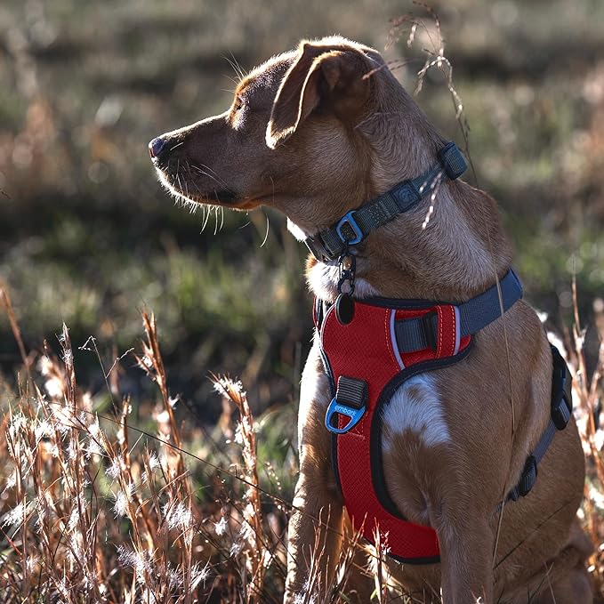 Embark Adventure Dog Harness, Reflective Trim No Pull Dog Harnesses for Small Sized Dogs - Military Grade Nylon, Front Clip with Gel Lined Handle.-Mewly Pet