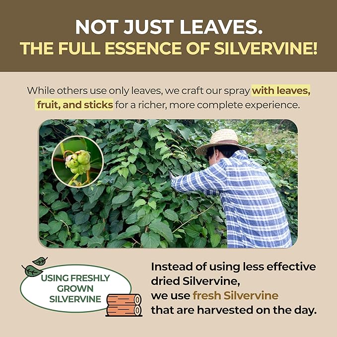 JAYU PET Active MATA Spray – 100% Natural Silvervine Spray for Cats, Liquid Catnip Alternative, Calming Spray for Indoor Kittens, Boosts Play & Engagement, Reduces Stress (1 fl oz)-Mewly Pet