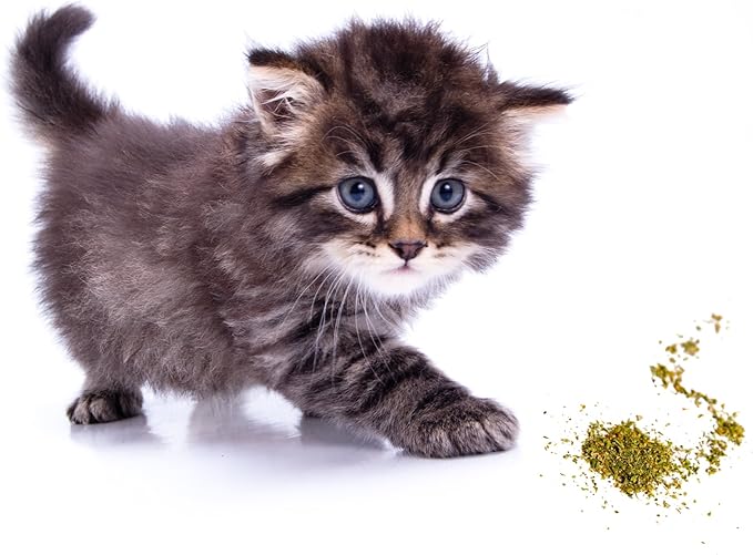 Purple Haze Catnip, Premium Blend Safe for Cats, Infused with Maximum Potency Your Kitty is Sure to Go Crazy for (1 Cup)-Mewly Pet