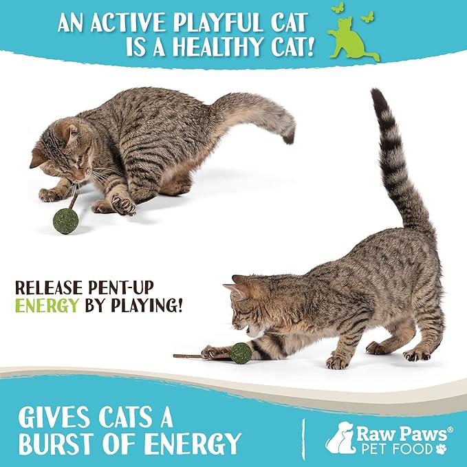 Raw Paws Catnip & Silvervine Lollipops Interactive Cat Toy (6 Pack) - Silvervine Sticks for Cats - Catnip Ball Toy - Fresh Cat Nip - Silver Vine Dental Sticks-Mewly Pet