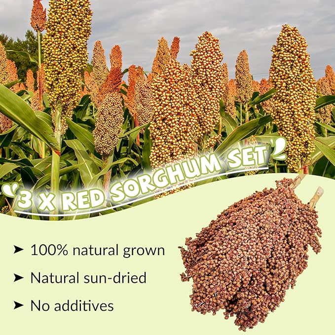 Fhiny Millet Spray for Birds, 3 PCS Natural Sun-Dried Red Sorghum Grain for Birds Seed Original Parrot Treats & Supplement Parakeet Food for Cockatiels Lovebirds Finches Budgies Pigeons Hamsters-Mewly Pet