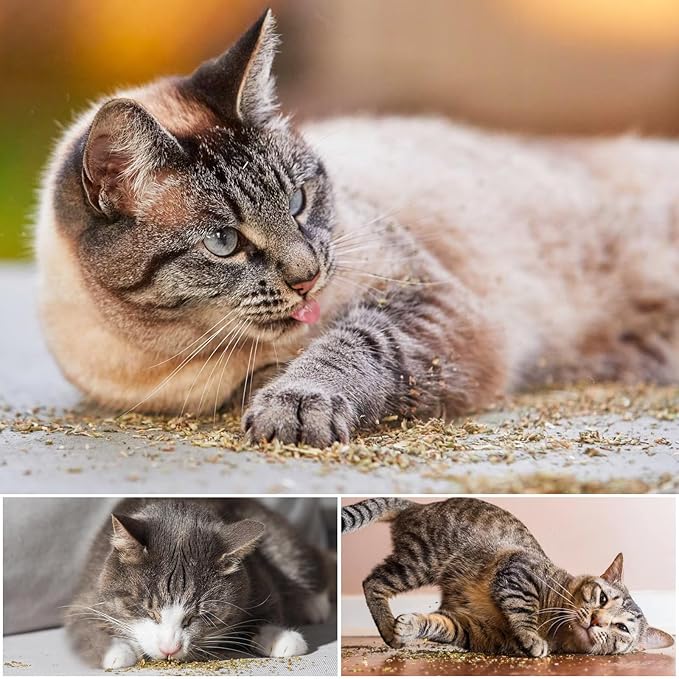 TZL Natural Catnip, Organic Cat Grass, Dried Catnip Leaves, Used for Refillable Catnip Toys, Delicately Sealed and Packaged for Easy Store (40g)-Mewly Pet