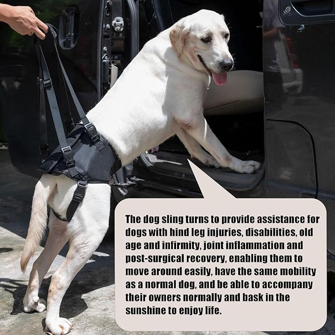 Dog Lift Harness for Dogs with Disabled Arthritis and Weak Back Legs, humanized Design with Comfortable Materials, Adjustable Back Legs and Straps, Suitable for Helping Dogs to Recover and Walk. (M)-Mewly Pet