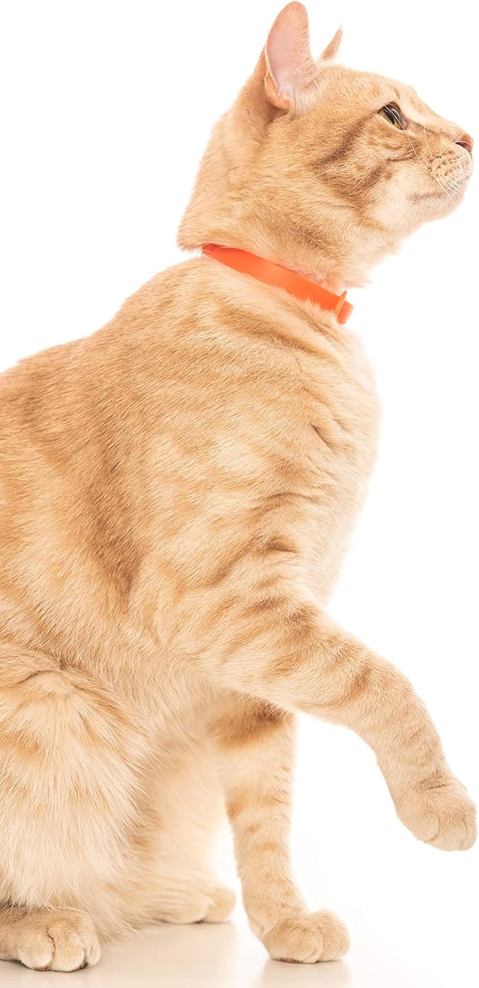 Rubber Cat Collar - Soft, Comfortable, and Lightweight Breakaway Collar with Name Tag Ring for Outdoor Cats and Sensitive Skin Kittens by Nuvuq (6 ⅞" to 10 ¼", Orange)-Mewly Pet
