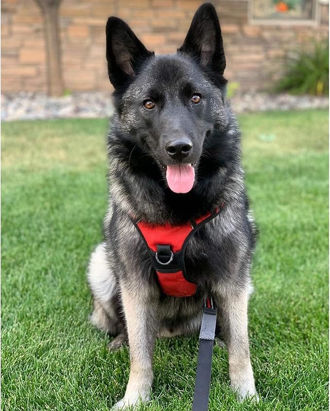 rabbitgoo Dog Harness, No-Pull Pet Harness with 2 Leash Clips, Adjustable Soft Padded Dog Vest, Reflective No-Choke Pet Oxford Vest with Easy Control Handle for Large Dogs, Red, L-Mewly Pet