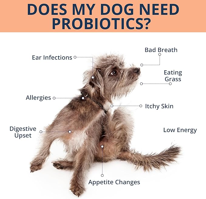 NOVEHA Probiotic Chews for Dogs | Gut Health & Digestive Support | Healthy Skin & Coat | Dog Probiotics for Yeast - Itchy Skin & Itchy Ears | for Dogs with Allergies | 90 Chews (1-Pack)-Mewly Pet