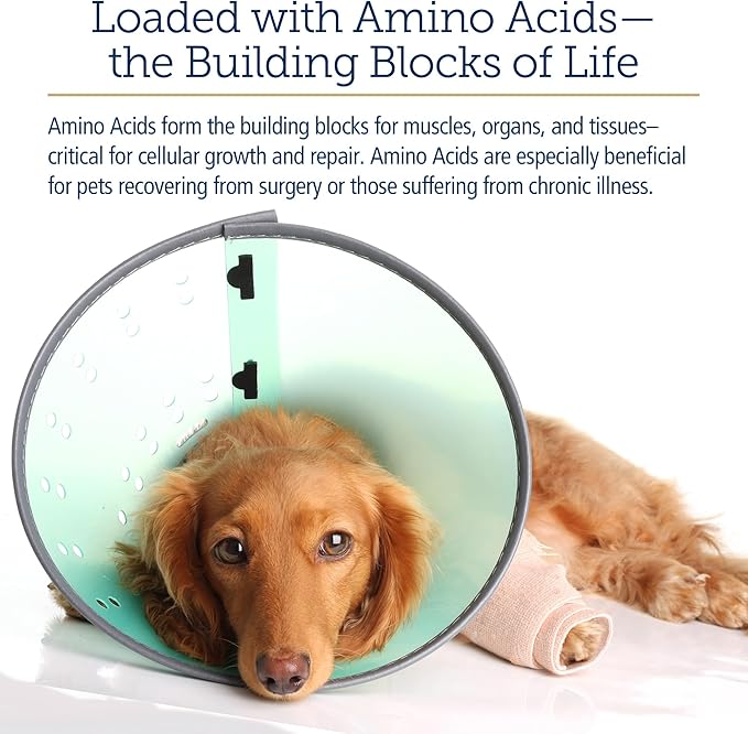 Rx Vitamins Amino B-Plex Cat & Dog Supplement - Vitamin B Complex Liquid Plus Amino Acids for Dogs & Cats - Appetite Booster and Cat & Dog Weight Gainer - Supplements & Vitamins - 8 oz-Mewly Pet