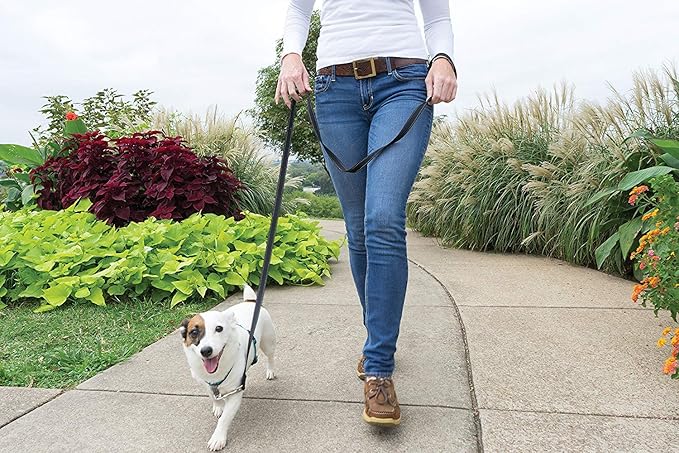 PetSafe 3 in 1 Dog Harness - No Pull Solution for Dogs - Reflective Dog Harness - Front D-Ring Clip Helps Stop Pulling - Comfortable Padded Straps - Top Handle Enhances Control - Teal - Small-Mewly Pet