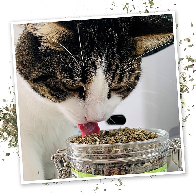 Meowijuana Catnibas Catnip Pawty Mix Jar | Premium Cat Nip for Cats with Silvervine, Passion Flower, Chamomile, Dandelion & Valerian Root | High Potency Catnip | 60g-Mewly Pet