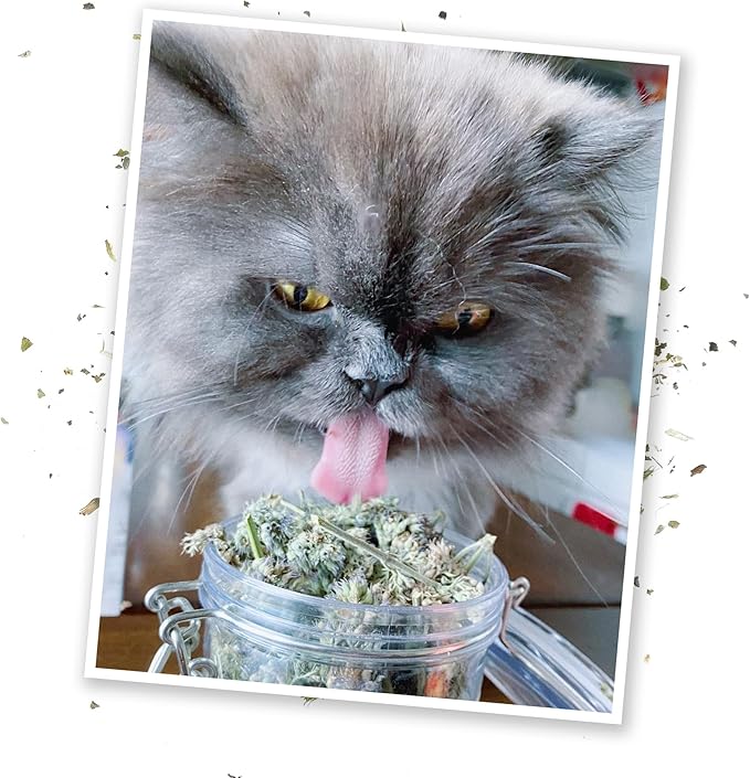 Meowijuana | Dried Catnip Buds Jar | Premium Organic Catnip | Grown in North America | Perfect for Cat Toys | Fresh Catnip for Extended Playtime | Elevate Your Cat's Enjoyment-Mewly Pet
