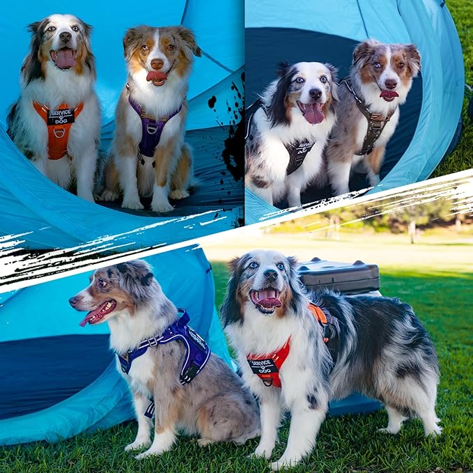 rabbitgoo Tactical Dog Harness for Small Dogs, No Pull Military Service Vest with Handle & Molle, Easy Control for Training Walking, Adjustable Reflective Straps, Blue, S-Mewly Pet