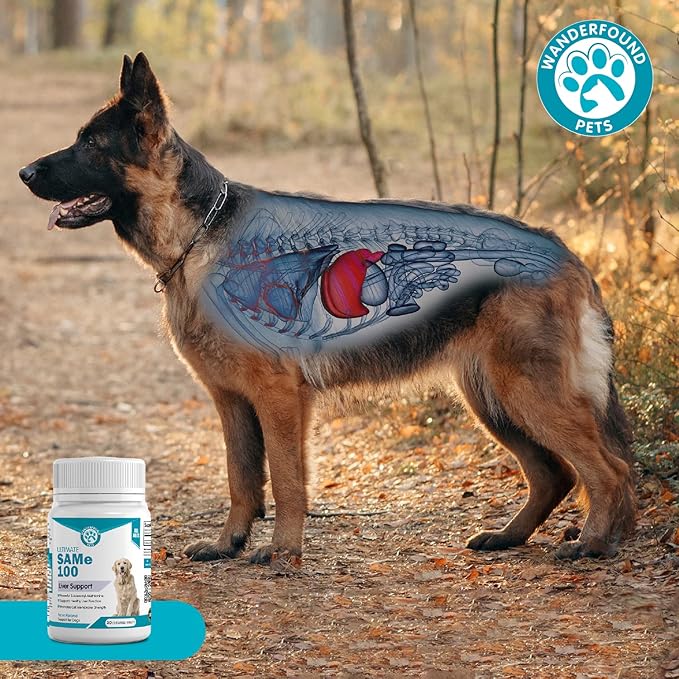 Wanderfound Pets Same 100 Liver Support for Dogs - Same S-Adenosyl-L-Methionine Hepatic Supplement for Liver & Brain Support - Bacon Flavored Sam E, Manufactured in The USA - 30 Chewable Tablets-Mewly Pet