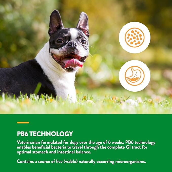 NaturVet Advanced Probiotics & Enzymes, PB6 Dog Soft Chews to Help Sensitive Stomachs and Digestive Issues, Hickory Smoked Bacon Flavored Pet Supplement for Dogs Over 6 Weeks, 70 Count Jar-Mewly Pet